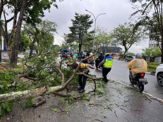 Pastikan Kelancaran Arus Lalu Lintas, Polisi Bersama Warga Bersihkan Pohon Tumbang di Jalan Arifin A